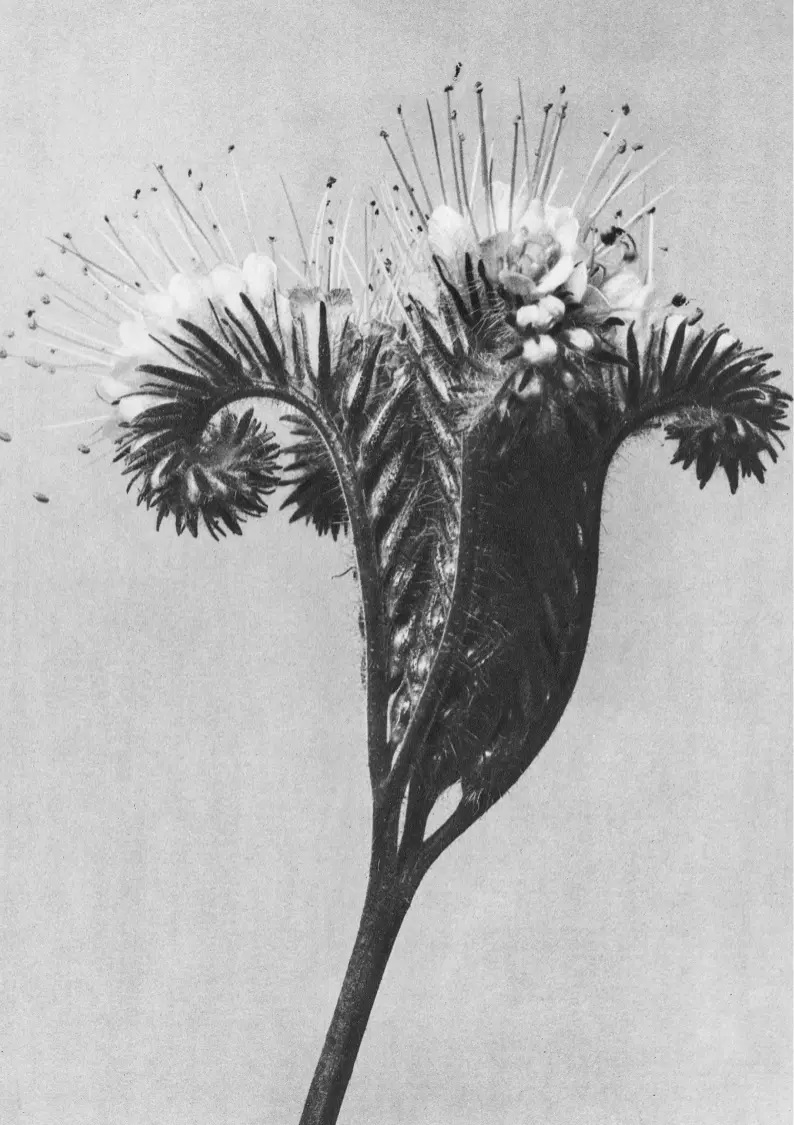 Schwarz-Weiß-Nahaufnahme einer Blume.